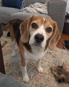 Example phone photo: a beagle standing on a living-room rug