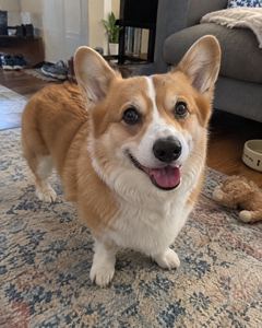 Example phone photo: a corgi standing on a living-room rug