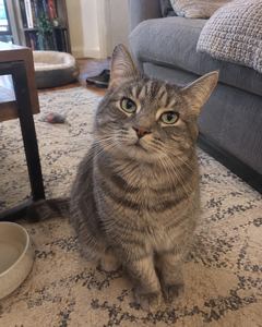 Example phone photo: a tabby cat sitting on a living-room rug
