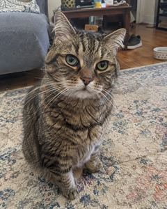 Example phone photo: a tabby cat sitting on a living-room rug