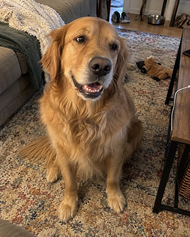Example phone photo: a golden retriever sitting on a living-room rug